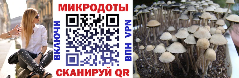 гидра как зайти  дарнет шоп  Зеленоградск  Галлюциногенные грибы Psilocybe 